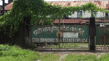 Current condition of controversial Giri Bandhu Tea Estate