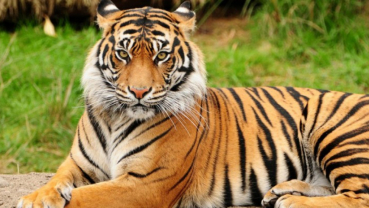 Search for man-eating tiger starts using drone cameras and elephants