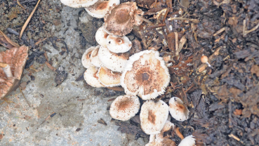 Wild mushroom consumption rampant despite growing fatalities
