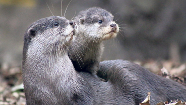Otters: A species to know