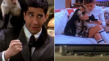 Marcel Monkey from 'Friends' is ruling small screens with 'Y: The Last Man'