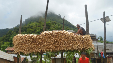 Corns: Free from rodents, attract tourists