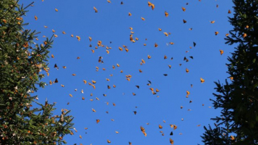 Butterflies abound in mountainous Mexican winter habitat