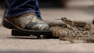 Rattlesnakes slither at Texas Capitol to promote roundup