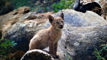 First Eurasian Lynx born in Pyrenees in almost a century