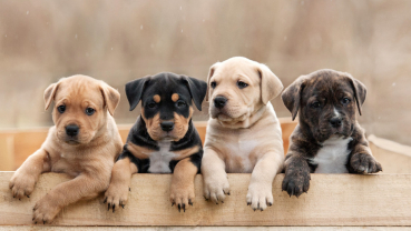 Raising a puppy for the first time? Here are some tips for pet parents