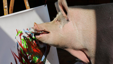 Painting sow Pigcasso hogs the limelight at South Africa farm