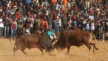 Ox fighting in Betrawati (with video)