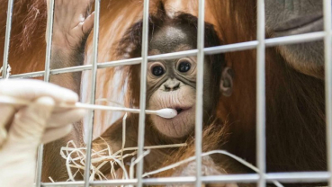 Who’s the daddy? Surprise in Swiss orangutan paternity test