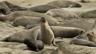 Elephant seals take over California beach during shutdown