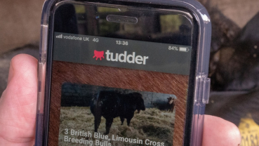 'Tinder for cows' matches livestock in the mood for love