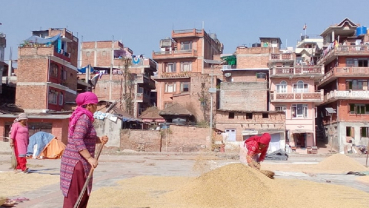 Women sun drying the husked rice paddy in Bhaktapur