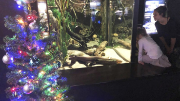Shocked? Electric eel powers aquarium’s Christmas lights