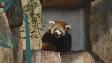 Milwaukee zoo visitors get first glimpse of red panda cub