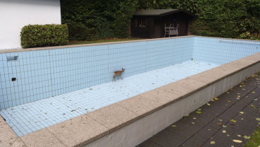 Germany: Hunter helps free deer from swimming pool