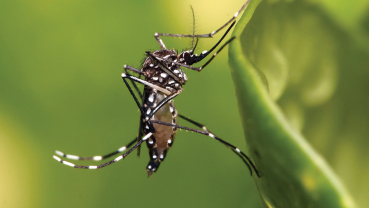 Dengue cases on the rise in Parbat