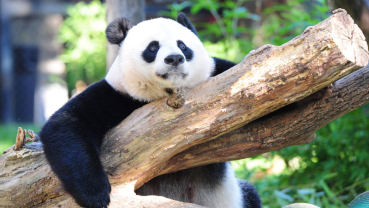 Survey finds giant pandas no longer 'endangered' in China