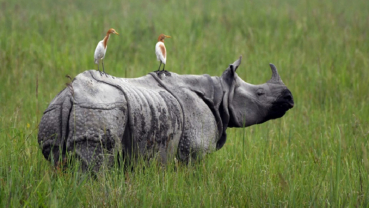 Internal translocation of rhinos taking place in Chitwan