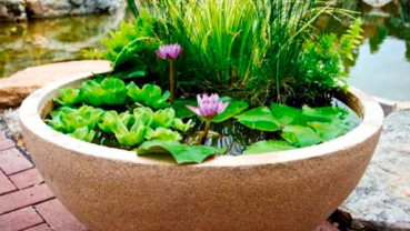 Pond in a Pot: Create a Container Water Garden
