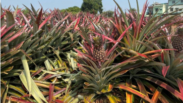 Forbidden fruit: Taiwan urges people to eat more pineapples after China ban