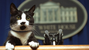 Once again, a cat is set to join the ranks of presidential pets