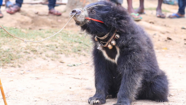 Endangered sloth bear rescued from eastern Nepal