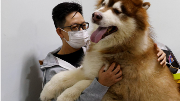 Hong Kong emigration wave takes toll on its least political residents - its pets