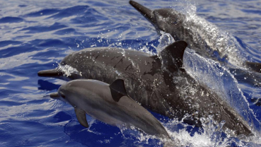 US bans swimming with Hawaii’s nocturnal spinner dolphins