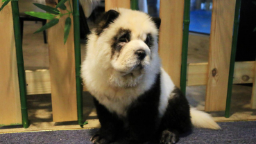 'Something novel': Chinese cafe dyes pups to look like pandas