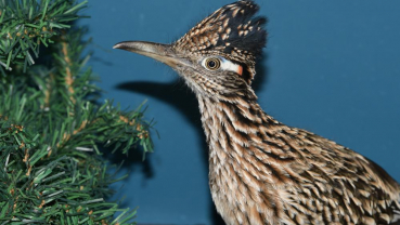 Roadrunner, going faster, ends up in Maine after hitchhikec