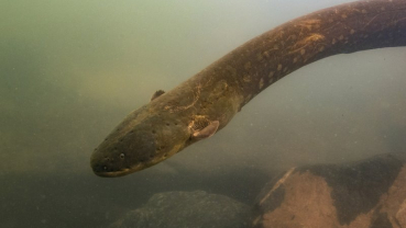 Jolting discovery: Powerful new electric eel found