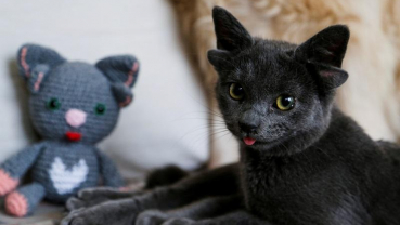 Ear-resistible Turkish cat Midas becomes internet sensation