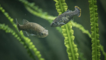 Mexican fish extinct in wild successfully reintroduced