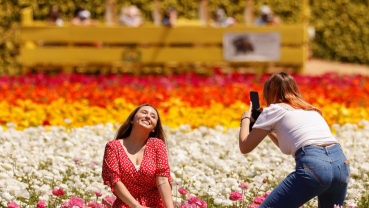 California's Carlsbad Flower Fields welcome visitors with full blooms
