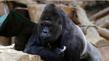 Gorilla loses appetite, lions develop cough after catching COVID-19 at Prague Zoo
