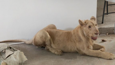 Declawed TikTok lion rescued from Phnom Penh home