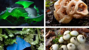 9 Weirdest mushrooms from around the world that you need to know about