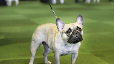 Look out, Labs: French bulldogs now 2nd most popular US dog