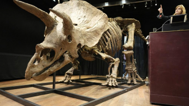 World’s biggest triceratops sells for $7.7 million in Paris