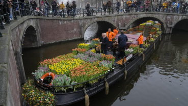 Tulips for Amsterdam: Growers hand out free flowers