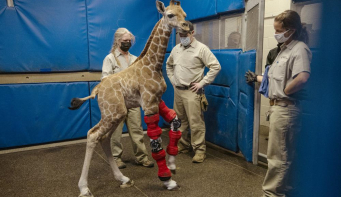 Bracing for her future: Baby giraffe fitted with orthotic