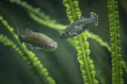Mexican fish extinct in wild successfully reintroduced