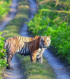 Doubling wild tigers
