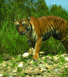 Assessing tiger population