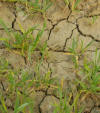Soil Degradation: Threat to Food Security and Biodiversity