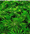 What we should know about Cannabis legalisation and decriminalisation
