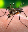 The Chikungunya menace