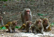Monkey menace in Parbat: Farmers struggling to protect winter crops