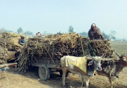Rautahat sugarcane farmers offered cash for first time in a decade