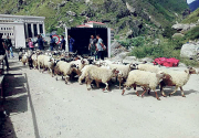 Import of sheep, mountain goats from Rasuwagadhi drops